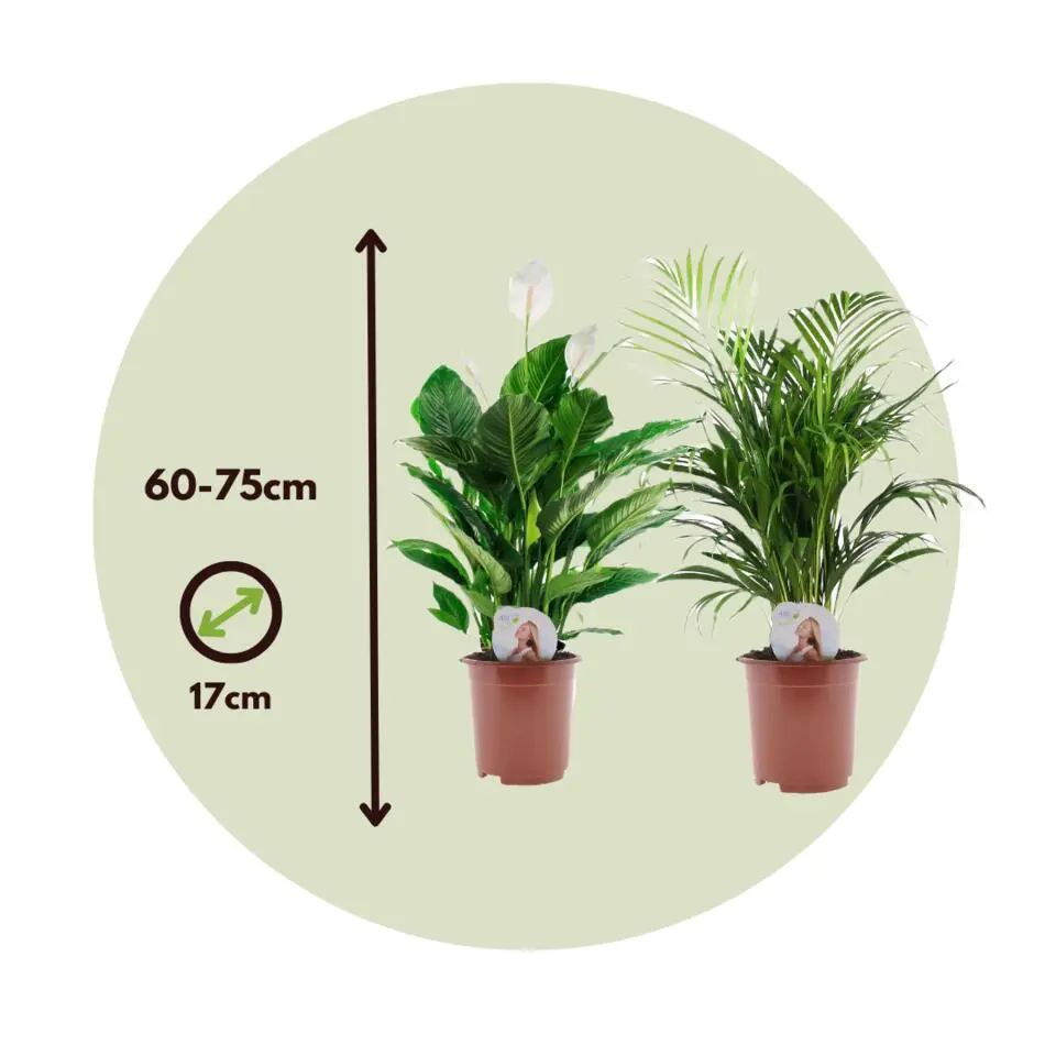 Groen Duo - Set van 2 - Spathiphyllum, Dypsis lutescens - Hoogte 60-75cm - ⌀17cm