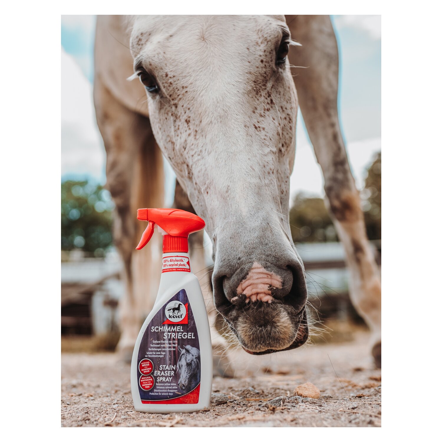 leovet Schimmel Striegel - 550 ml