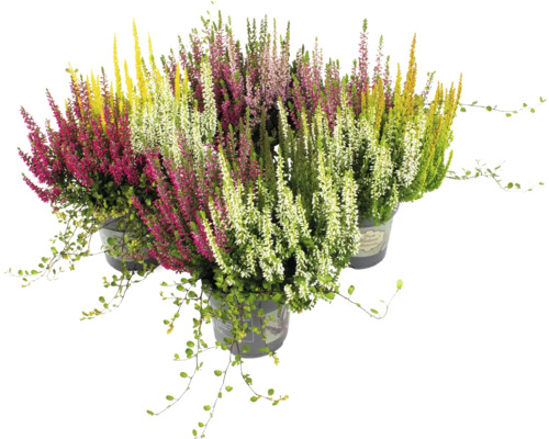 Heidemix herfstplanten FloraSelf Ø 10,5 cm pot Calluna x Mühlenbeckia mix