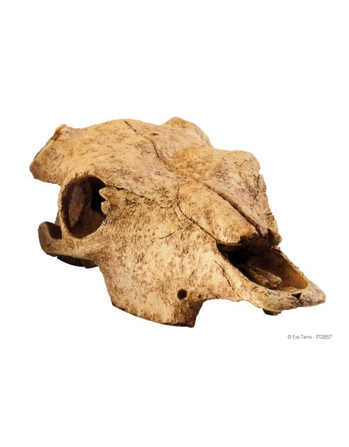 Exo Terra Schuilplaats Buffalo Skull - Ornamenten - 23x11x23 cm