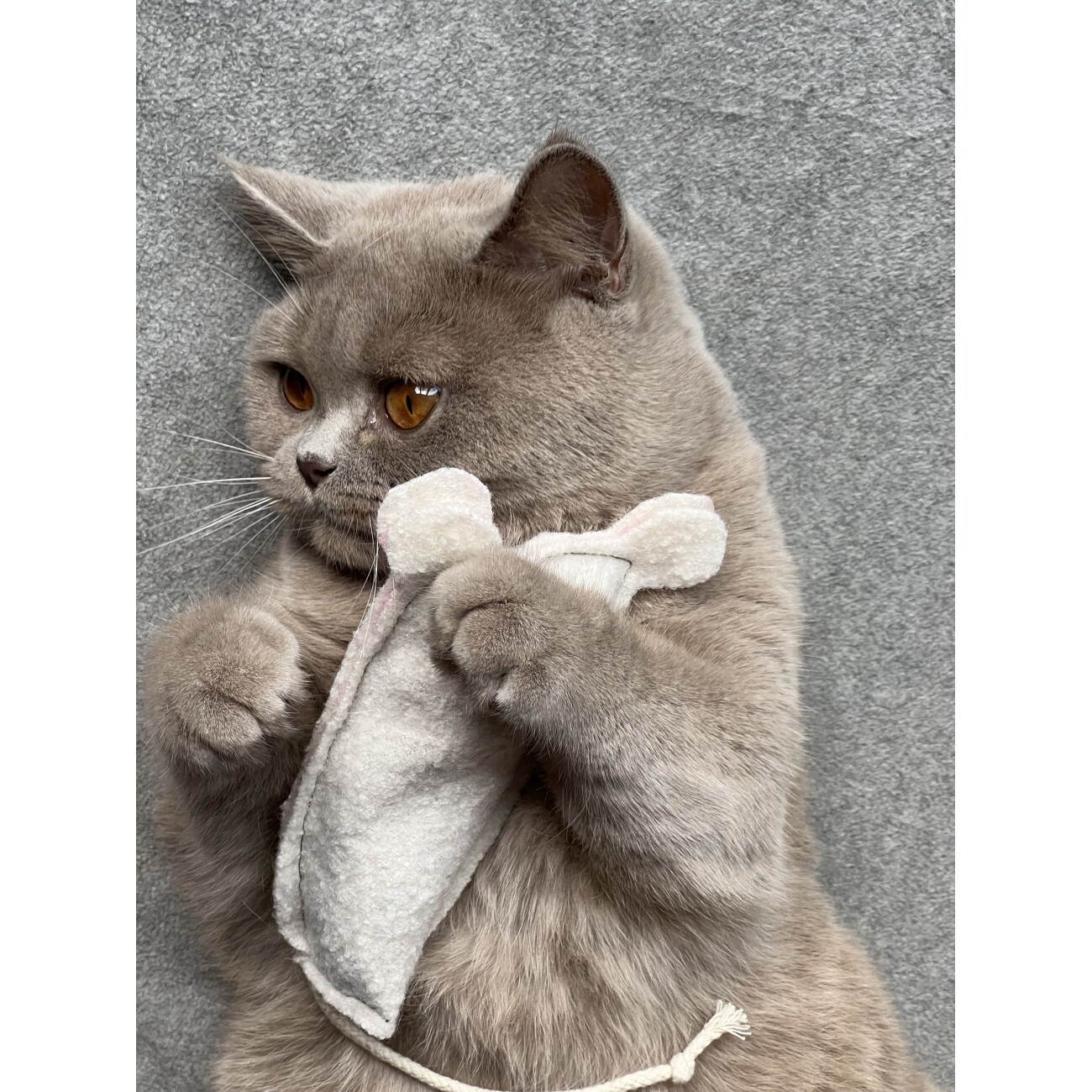 Kater Kasimir Katzenminze Party Paket