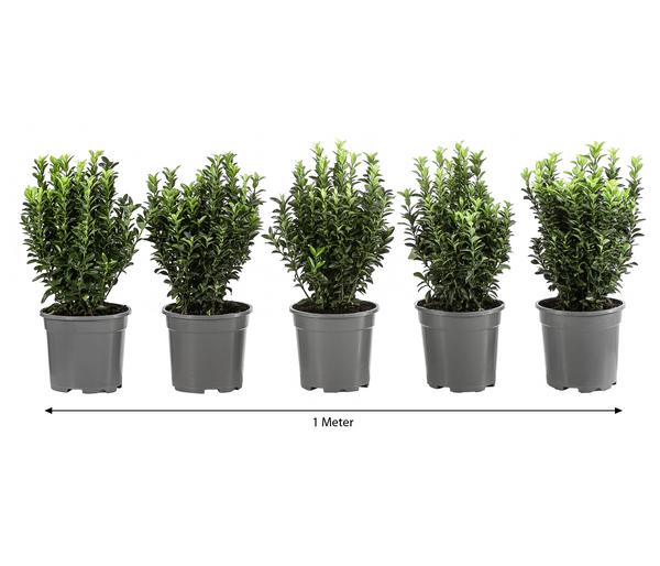 1 Meter Säulen-Spindelstrauch 'Green Rocket',