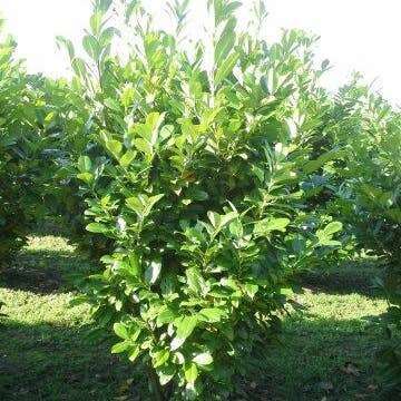Laurierkers (Prunus laurocerasus 'Rotundifolia') H 60-80 cm