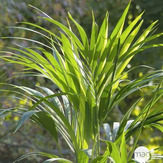 Kentia : H.160cm petit modèle pot