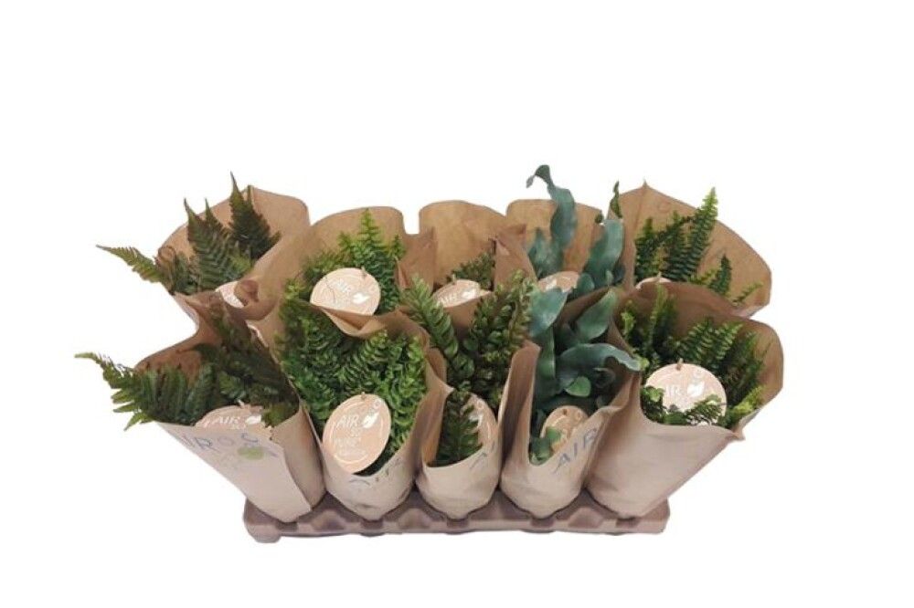 BREGNE MIX 12CM