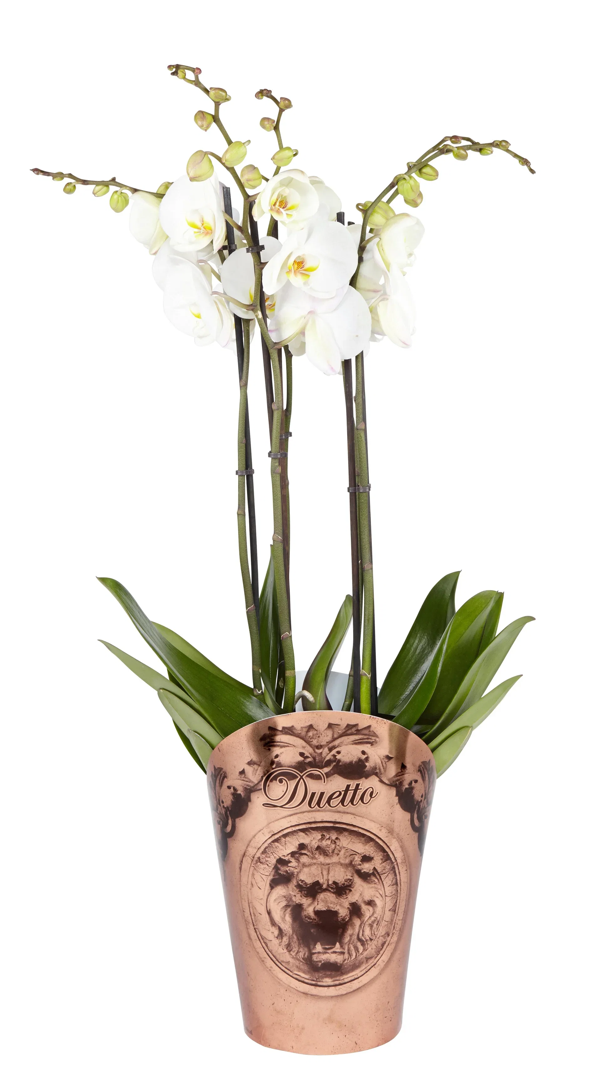 Phalaenopsis hybrid Orkidé 'Duetto' Høyde 70 cm