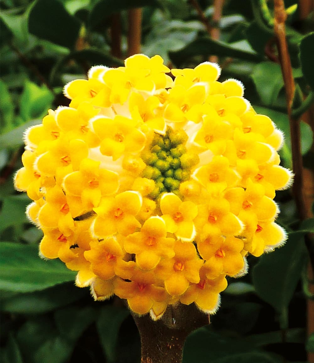 Winterblüher Edgeworthia Grandiflora