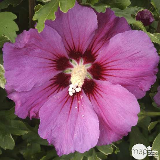 Hibiscus syriacus 'Russian Violet®II' :pot 5L