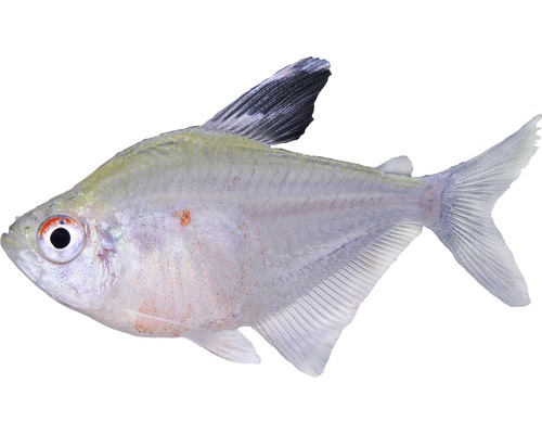 Vis Kersenvlektetra - Hyphessobrycon socolofi
