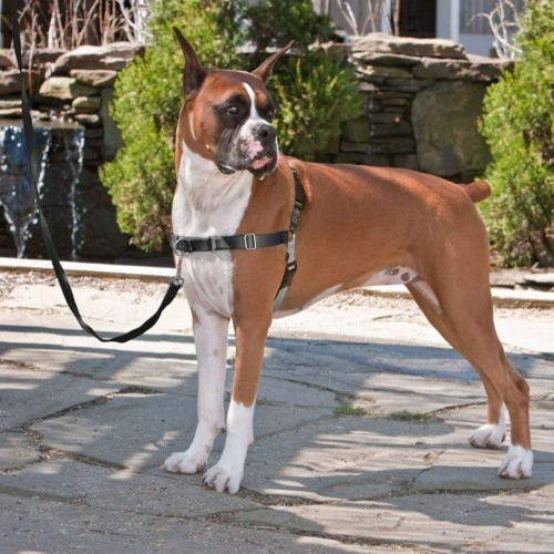 Coleira Easy Walk para cães, preta