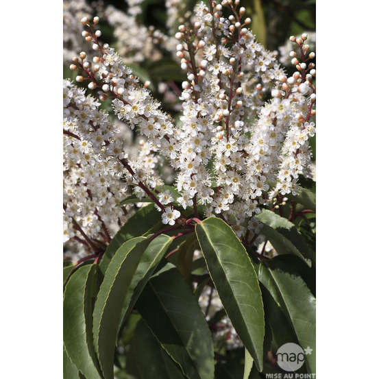 Prunus lusitanica: h.100/125cm pot 3L