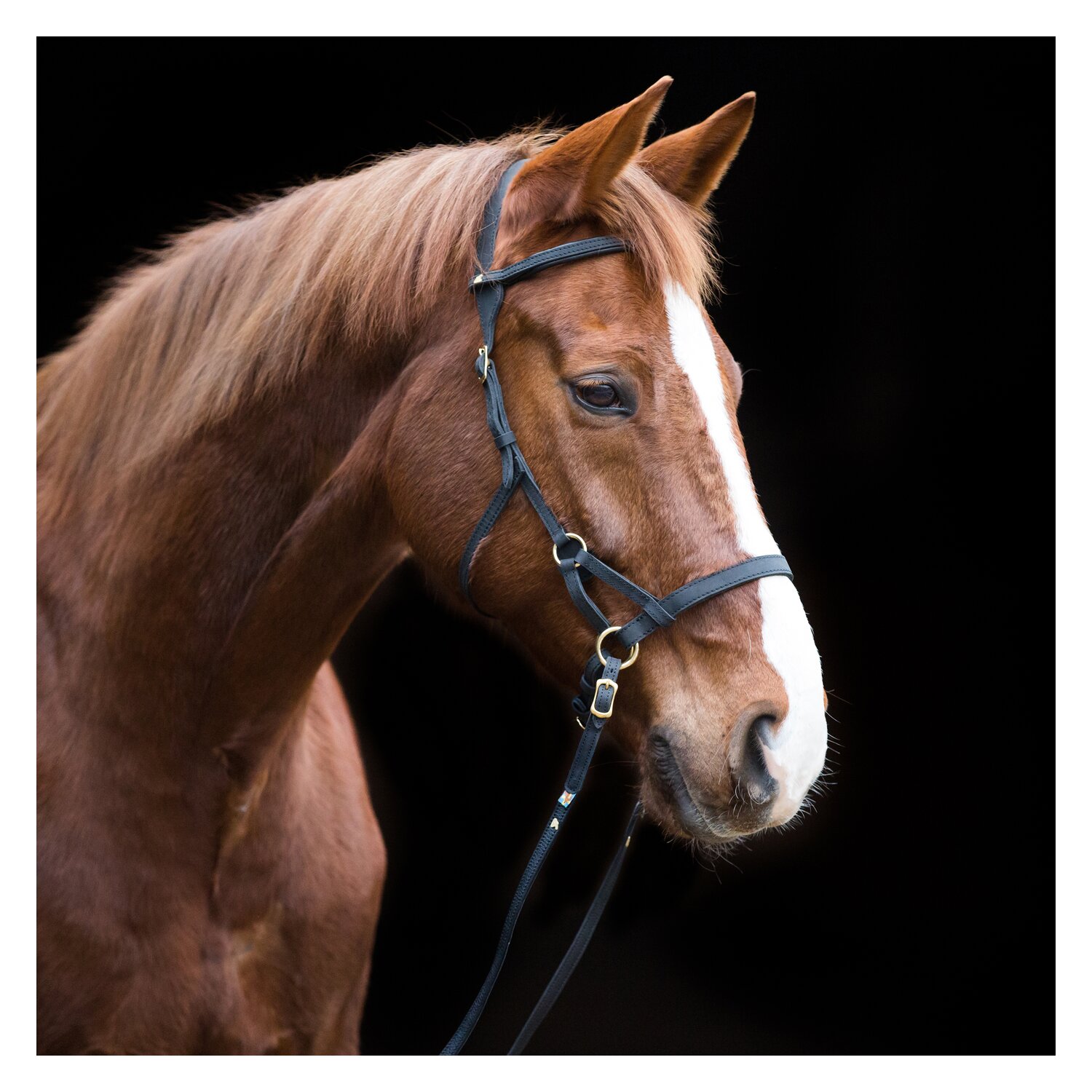 SABRO Sidepull - schwarz/messing - Warmblut