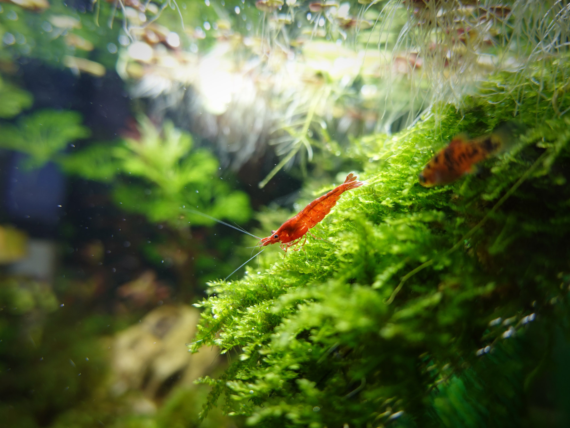 Superfish Aquarium Quadro 40 Pro Zwart   toebehoren