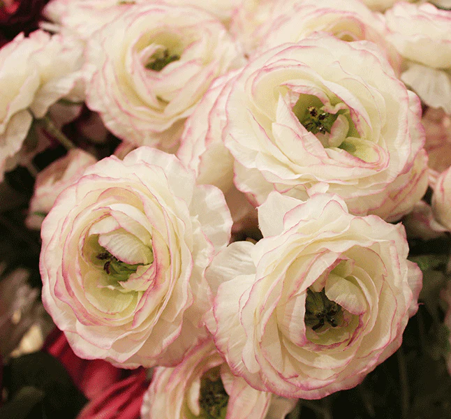 Bahne Interior  Ranunkel kunstig blomst, hvid - H: 82 cm.