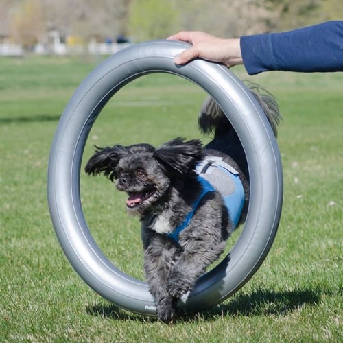 Arco de treinamento para cães cinza