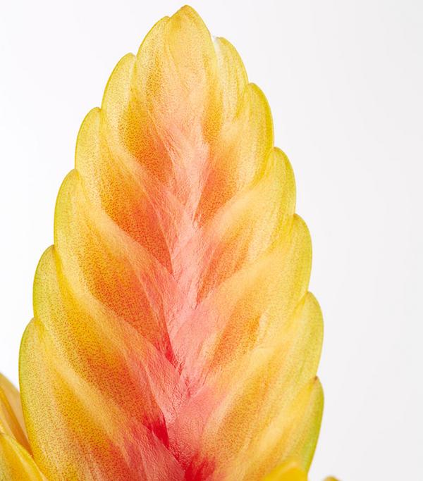 Vriesea - Bromelia cultivars, verschiedene