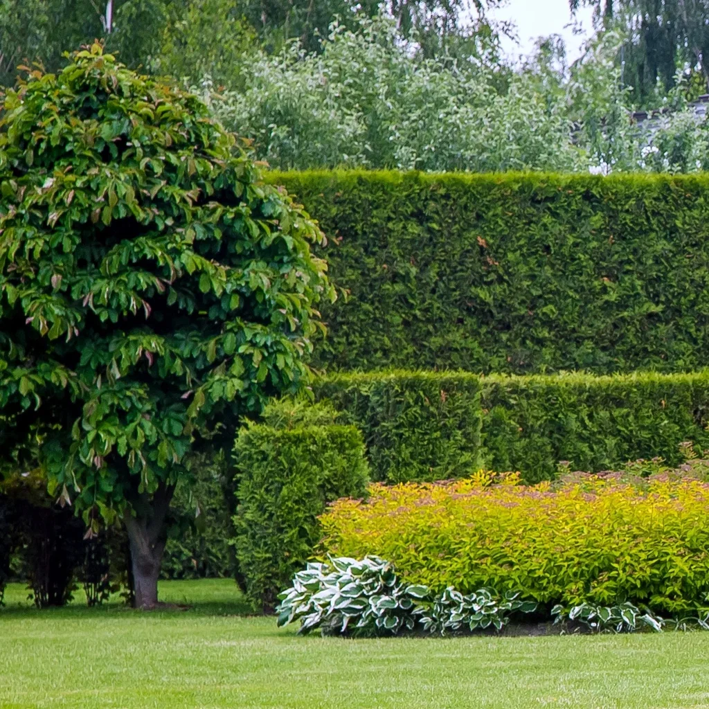 Thuja occidentalis 'Brabant' Tuja 'Brabant' Høyde 80-100 cm