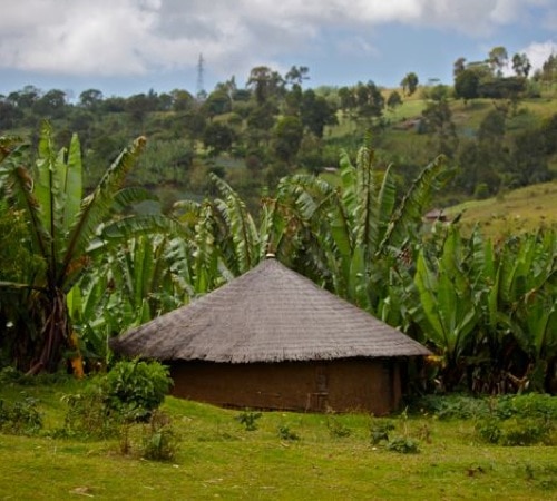 Café en grains bio : Ethiopie - Moka Yirgacheffe - 250 g - Cafés Lugat