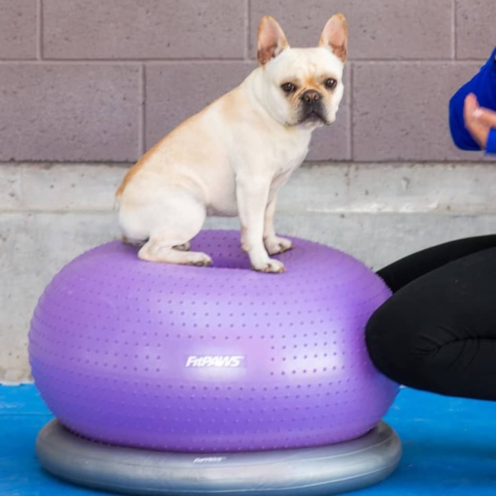 Balle d'équilibre pour animaux de compagnie trax donut 55 cm