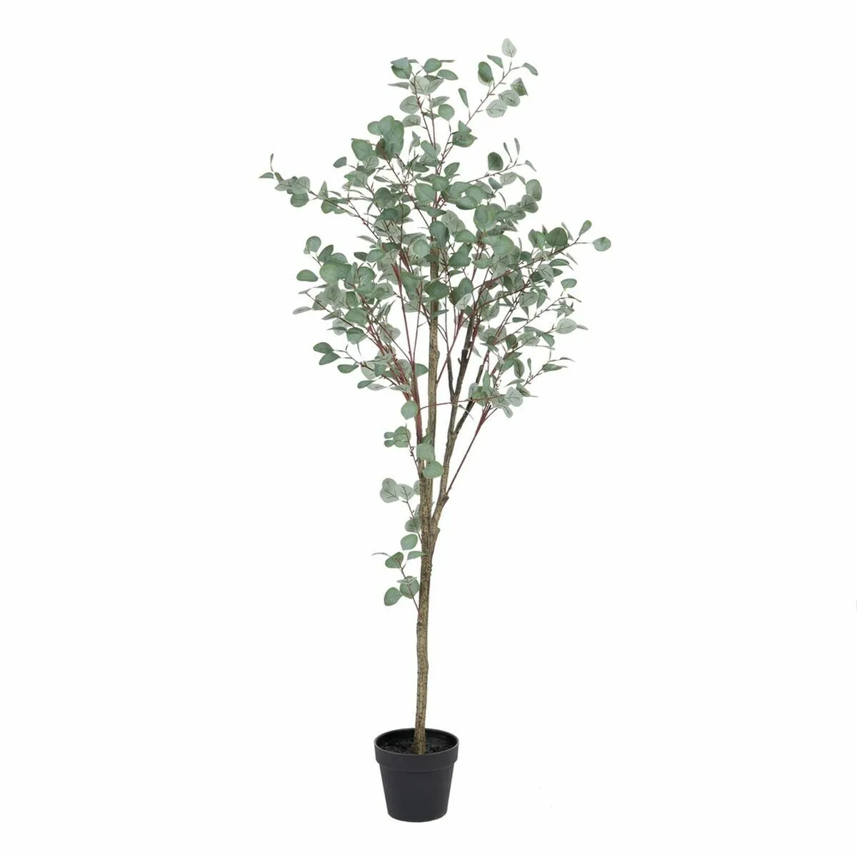 BigBuy Home Eucalyptus - H.180 cm
