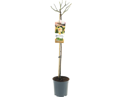 Rozenstruik 'Hansestadt Rostock' FloraSelf Rosa 'Hansestadt Rostock' stamhoogte 90 cm Co 6,5 L