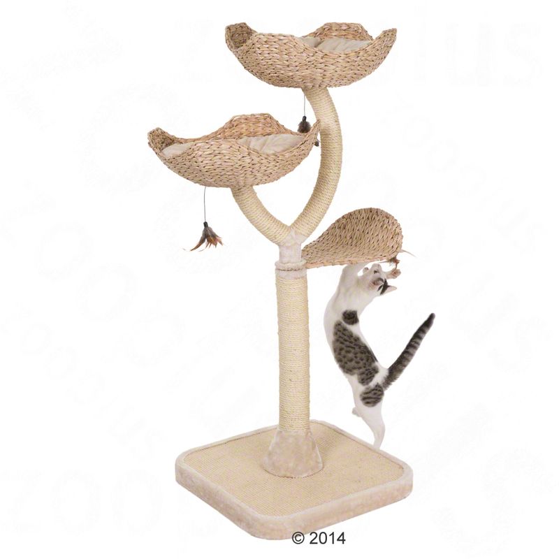 Arbre à chat Cat's Flower