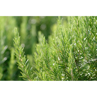 Weleda Voetenbalsem 75ML