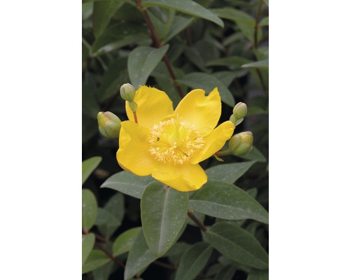 Grootbloemige Sint-Janskruid FloraSelf Hypericum patulum 'Hidcote' H 30-40 cm Co 4 L