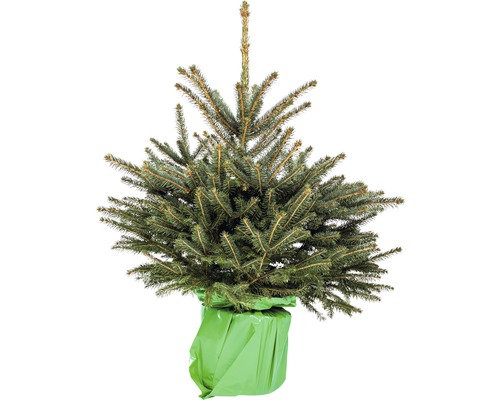 Blauwe spar, blauwe Colorado spar H 80-100 cm Co 7,5 L Kerstboom, gesnoeid en in pot