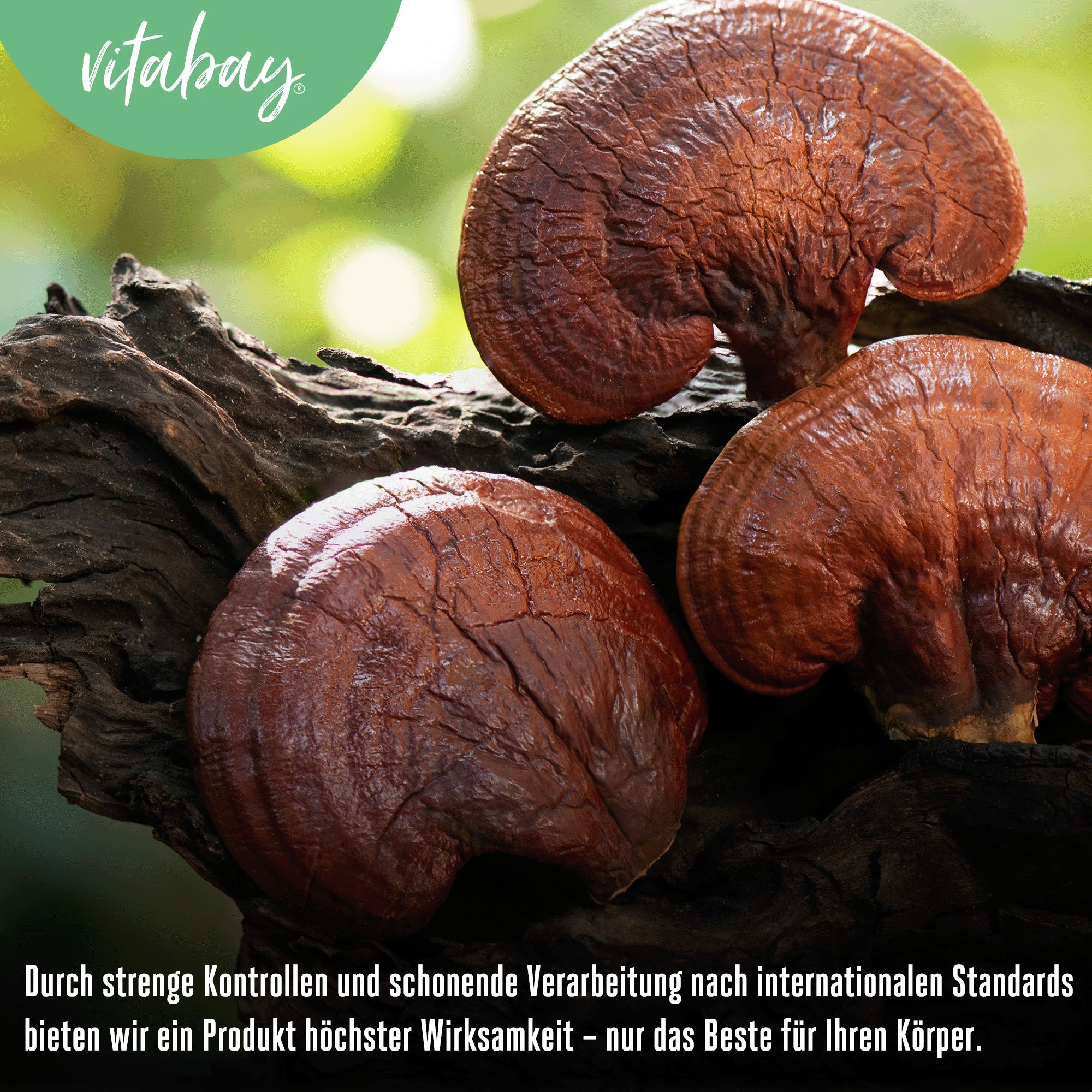 Vitabay Reishi Pilz Extrakt 500 mg