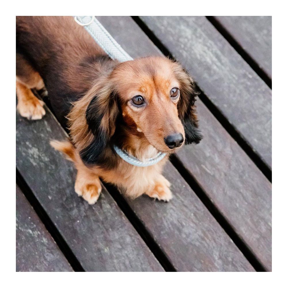 Kentucky LAINE 120CM - Laisse pour chien bleu clair