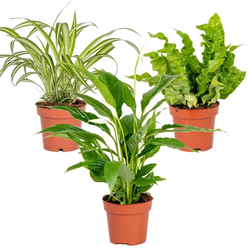 3x mélange plantes salle de bain – spatiphyllum-asplenium-chlorophytum – ⌀12 cm - ↕ 25-45 cm