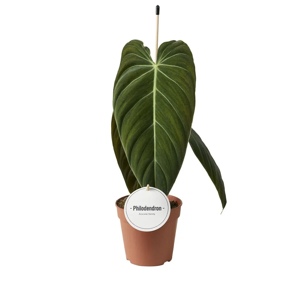Philodendron melanochrysum Philodendron melanochrysum Høyde 45 cm