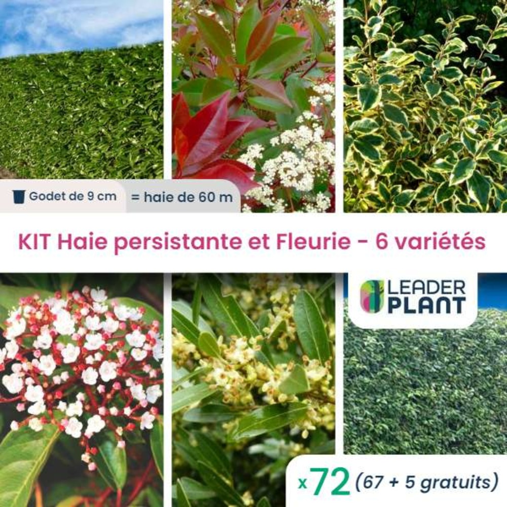 Kit haie persistante et fleurie 6 variétés – lot de 72 plants en godet