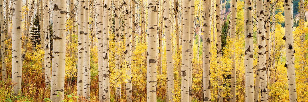 Aspens Rise by Steven Friedman - Limited Edition. Edition of: 150. Signed.