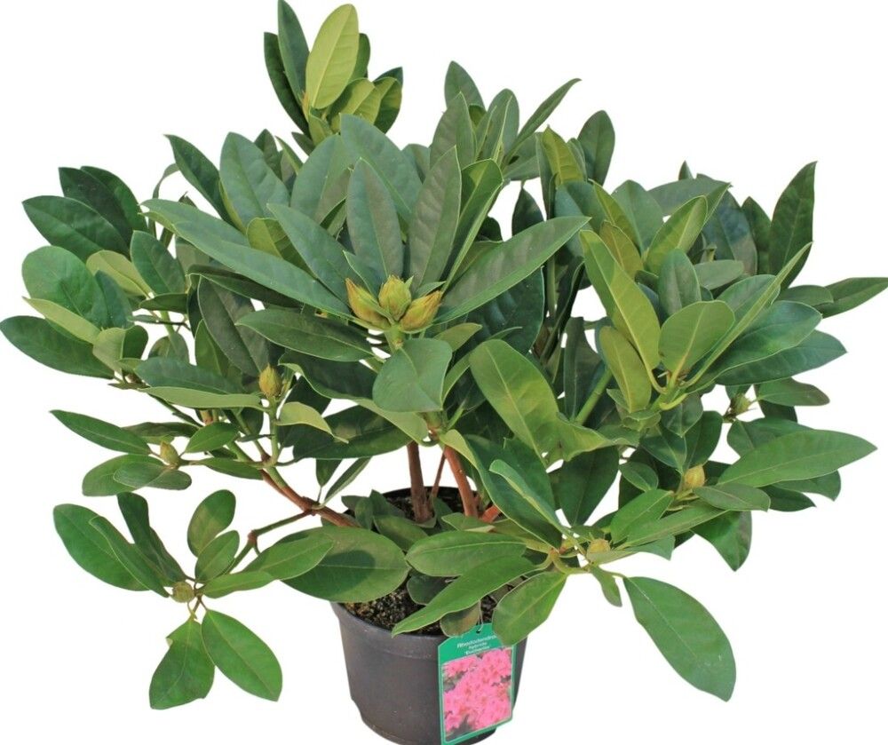 RHODODENDRON I POTTE 21CM