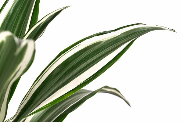 Drachenbaum - Dracaena fragrans 'White Jewel'