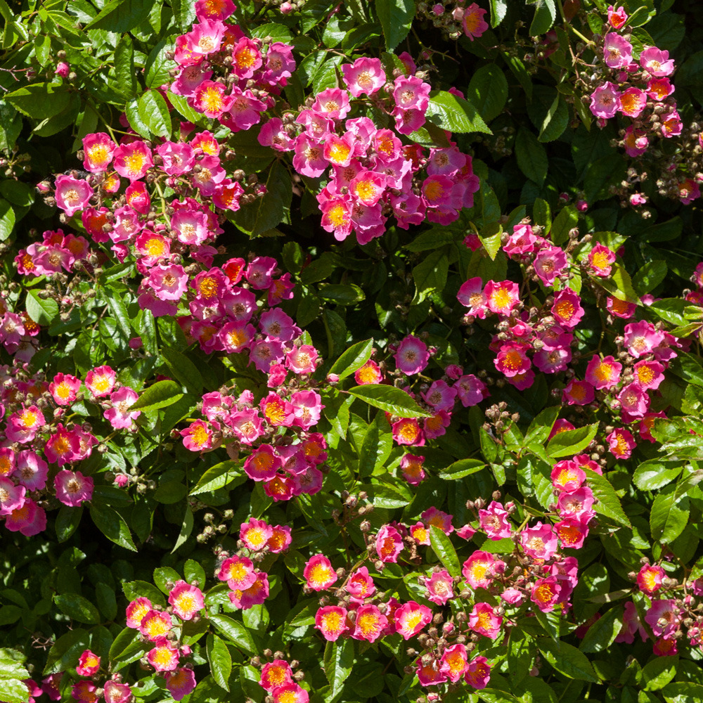 Rosier grimpant liane maria lisa le pot de 3l