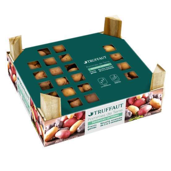 Plants de pommes de terre 'Bintje' en clayette x60
