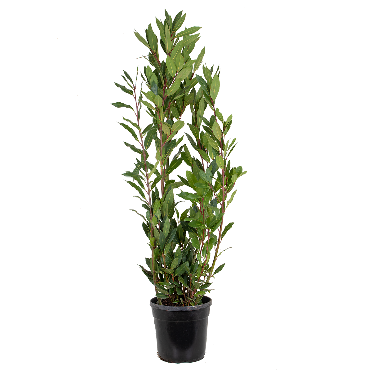 Laurus nobilis - laurier de cuisine - arbuste - persistant – ⌀21 cm - ↕80-100 cm