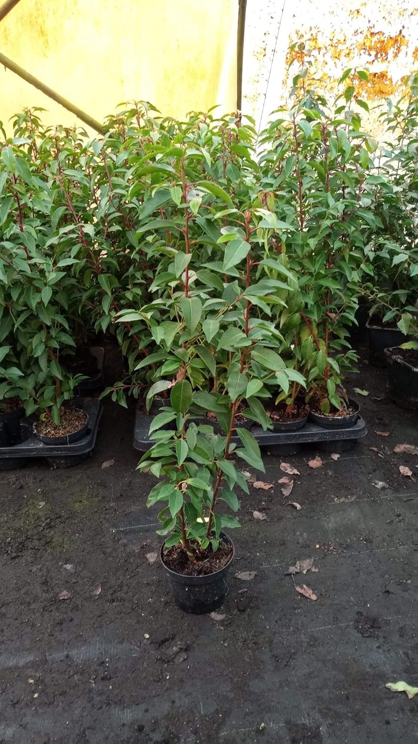 Portugiesische Lorbeerkirsche Prunus lusitanica Angustifolia T.B. 1,3 L 40-50 cm 50 St.