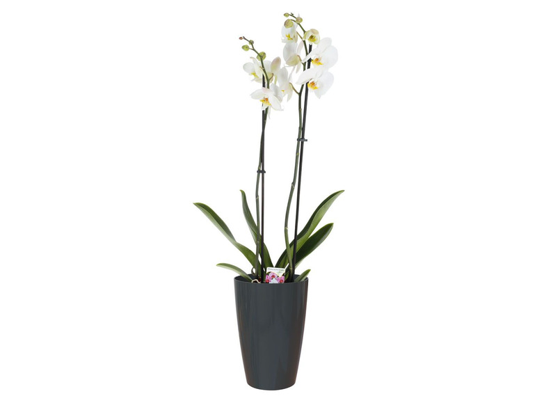 Bloempot met modern design