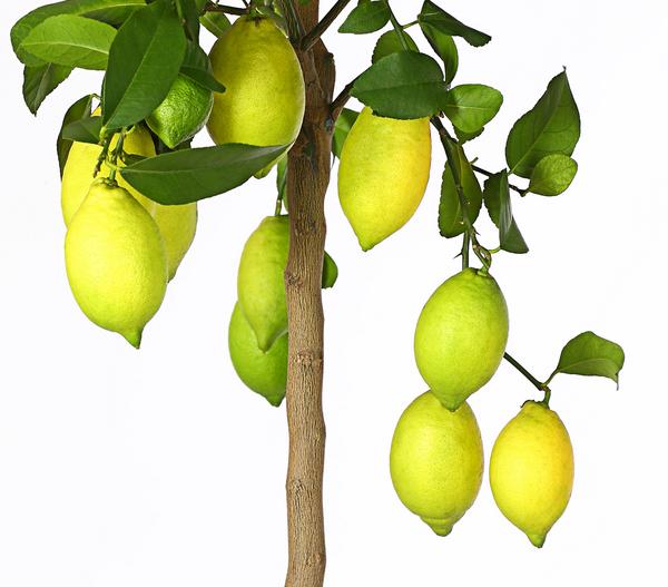 Echte Zitrone