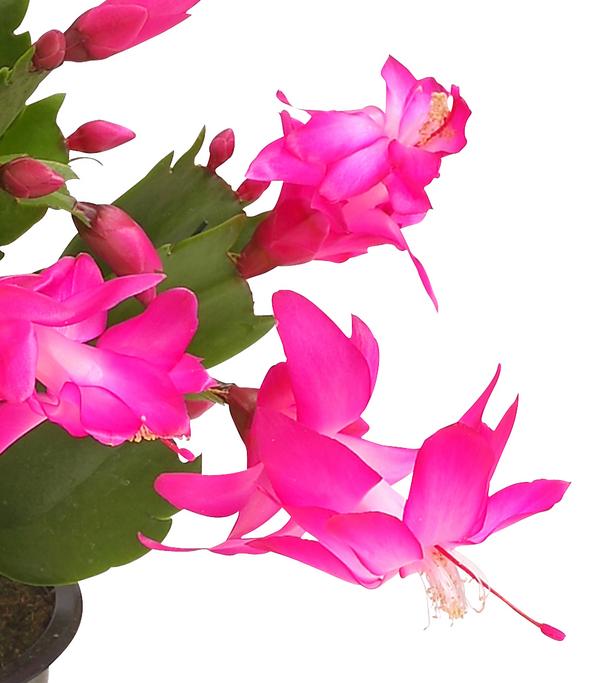 Weihnachtskaktus - Schlumbergera x buckleyi,