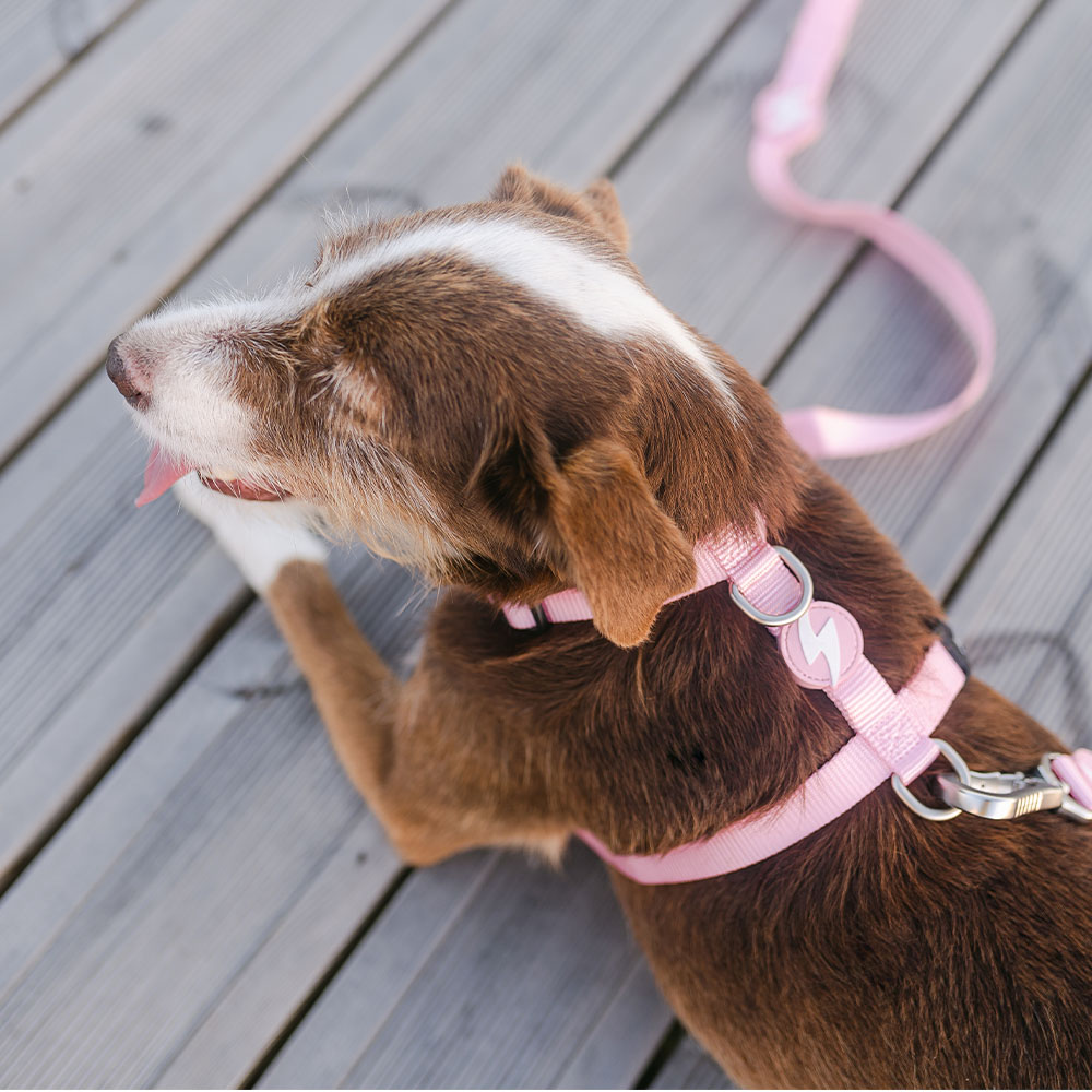 Coleira para cães em nylon rosa claro