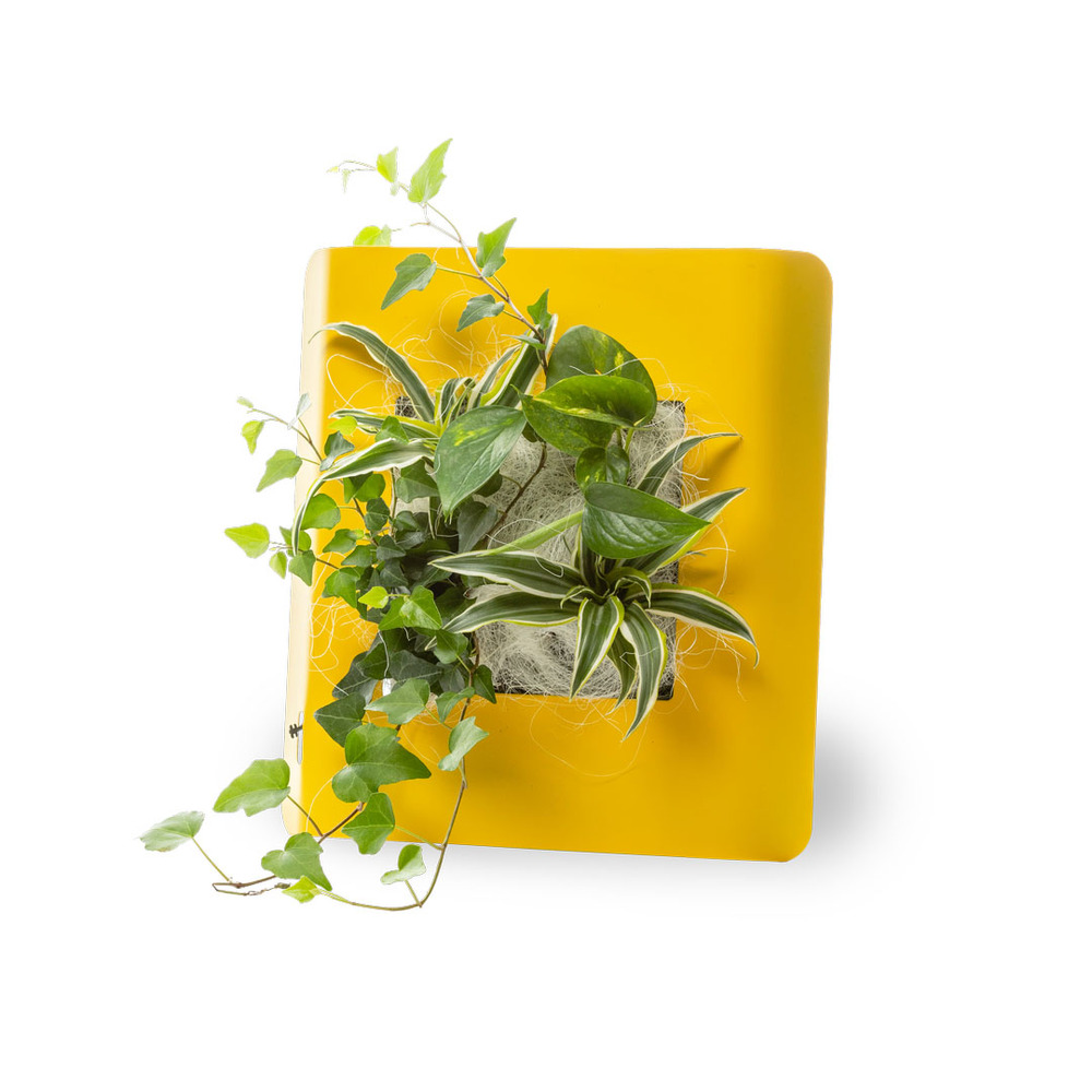 Tableau végétal Wallflower S Métal Edition - Jaune