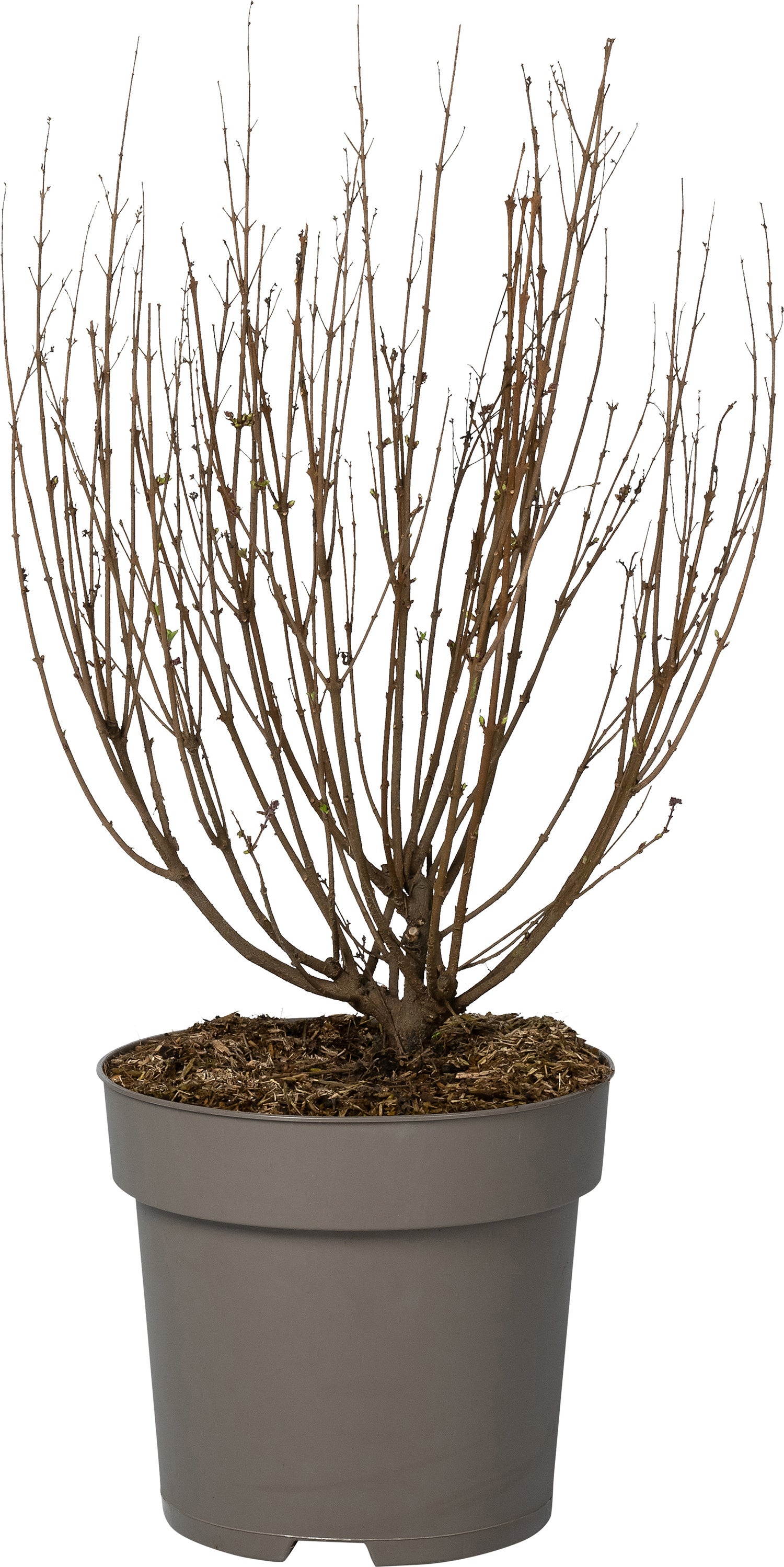 Sering (Syringa bloomerang® 'Pink Perfume') D 28 H 40 cm