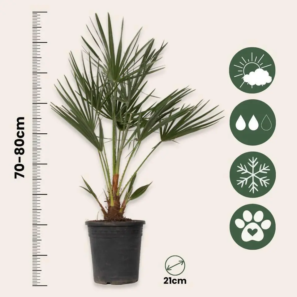 Dwergpalm - Chamaerops humilis - Hoogte 70-80cm - ⌀21cm