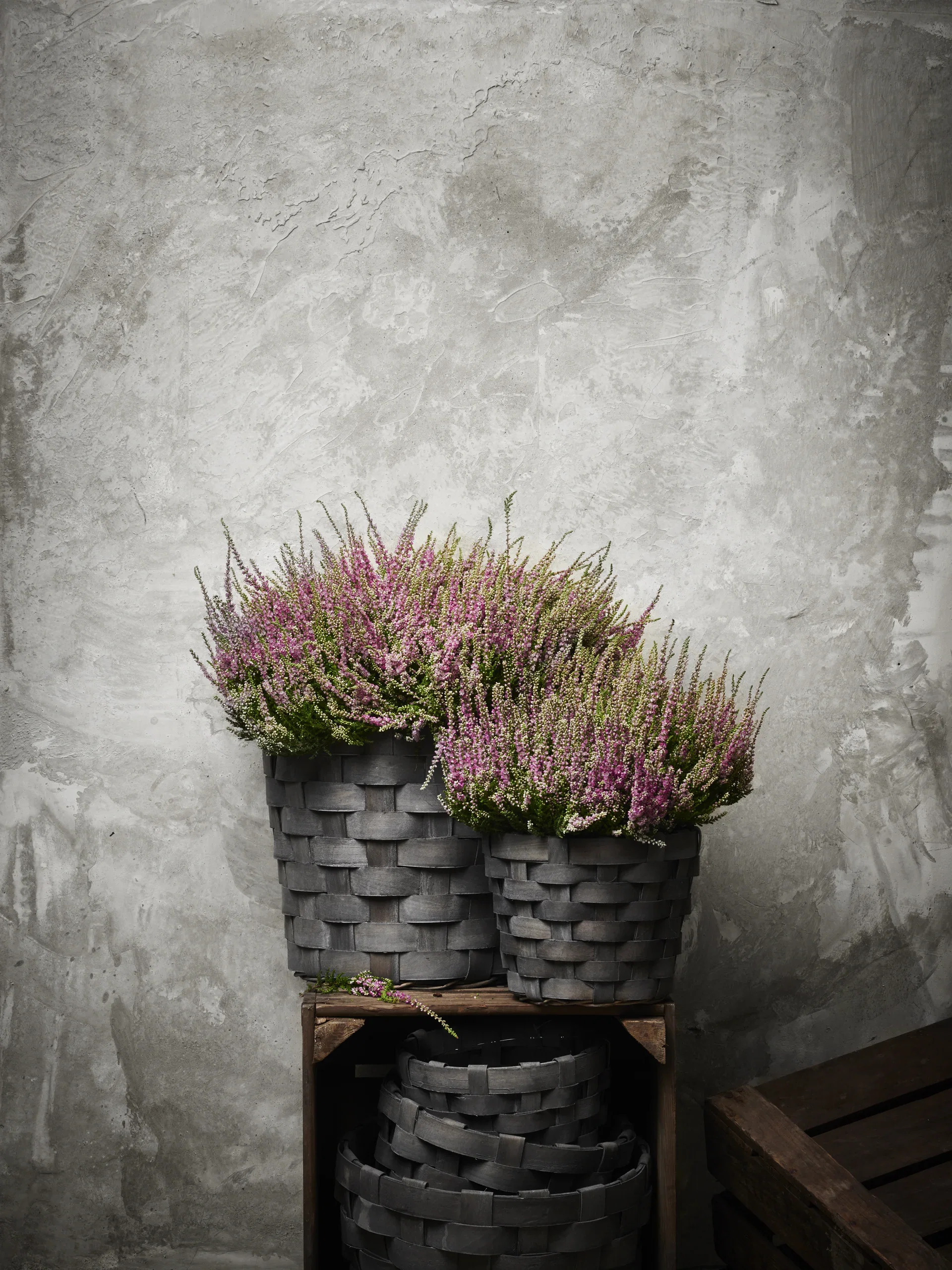 Calluna vulgaris (Garden Girls Series) Røsslyng Garden Girls Ø12 cm