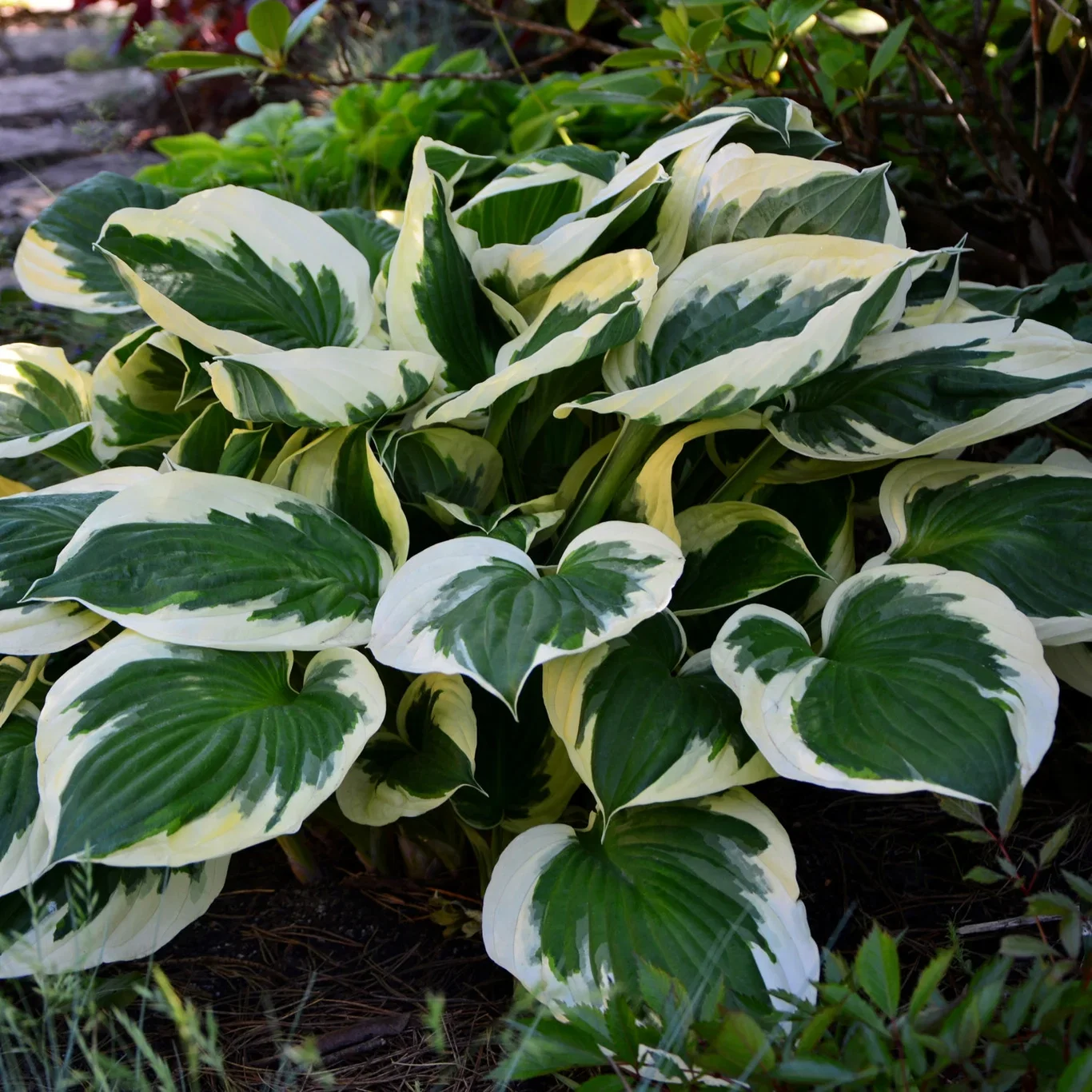 Hosta (Fortunei Group) 'Minuteman' Bladlilje 'Minuteman' Ø19 cm
